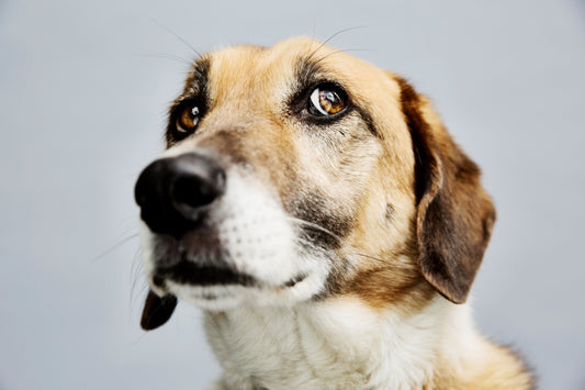 How Cat Responds to Dog Sibling Passing Away Breaks Hearts