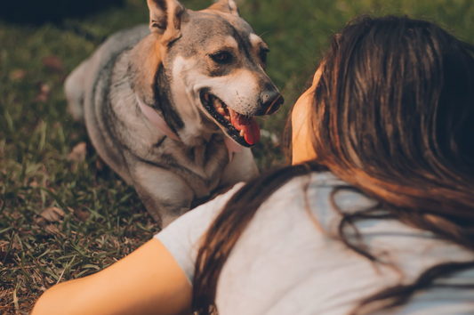 With pets becoming family, bereavement leave gains steam