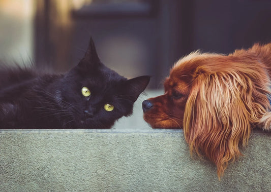 Grieving the Loss of a Pet After Euthanasia: A Guide to Help you Cope